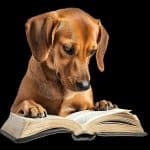 Hund Liest ein Buch Hundefaktencheck