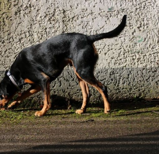 Spürhundekurs dogs sportcenter