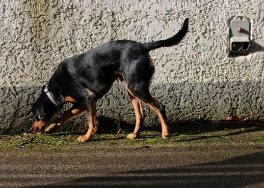 Spürhundekurs dogs sportcenter