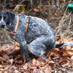 Das große Geschäft. Hundefaktencheck.de