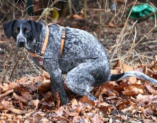 Das große Geschäft. Hundefaktencheck.de