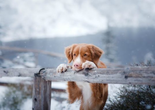 Mythen rund um den Winter Teil 2 Hundefaktencheck.de Hundeblog