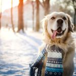 Hund im Winter.Mythos im Winter Teil 2.Hundefaktencheck.de